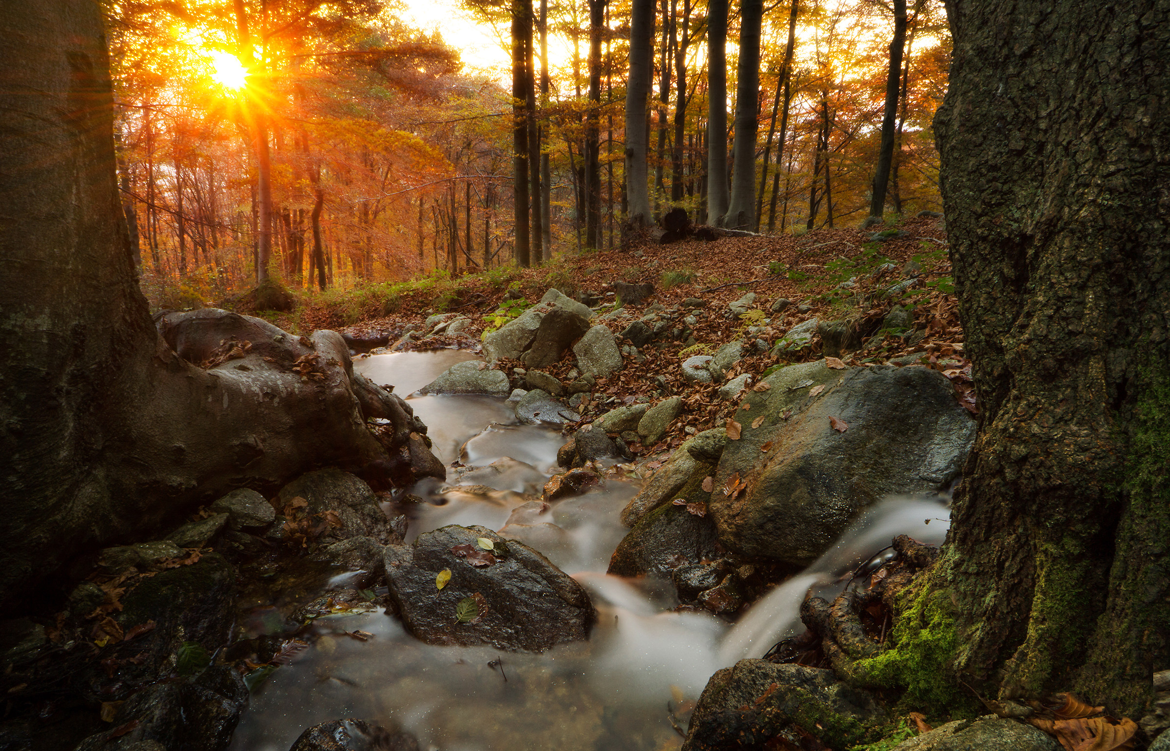 Sunrise in the beech forest