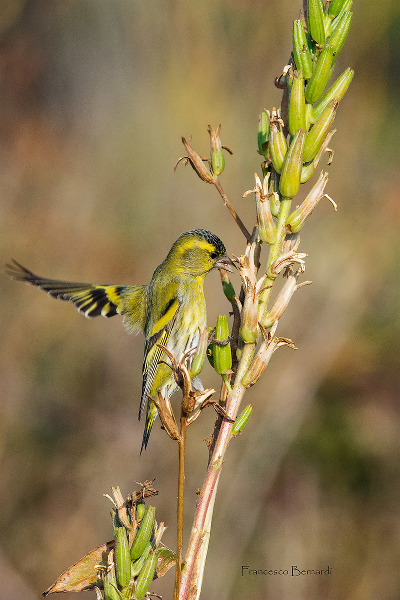 Male Goldfinch (Spinus spinus)