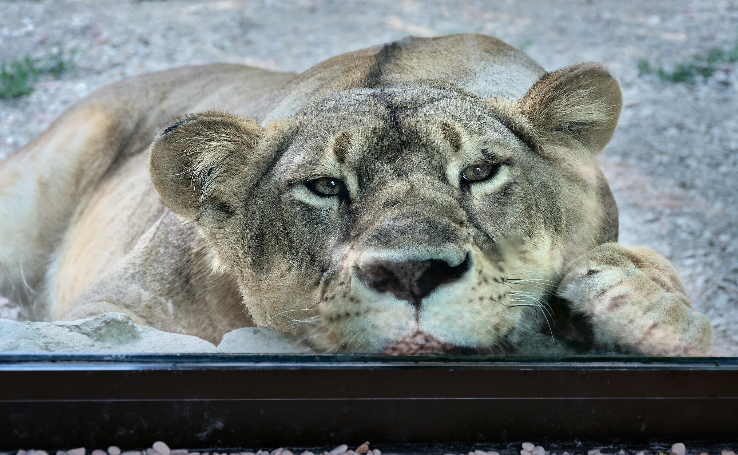 A faccia a faccia con la regina della savana