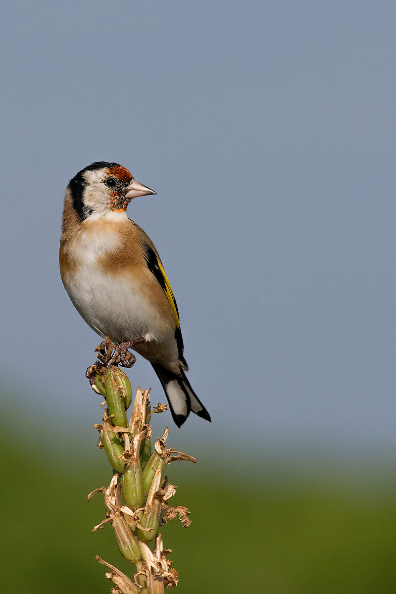 Cardellina Femmina ( Cardulis cardulis ).