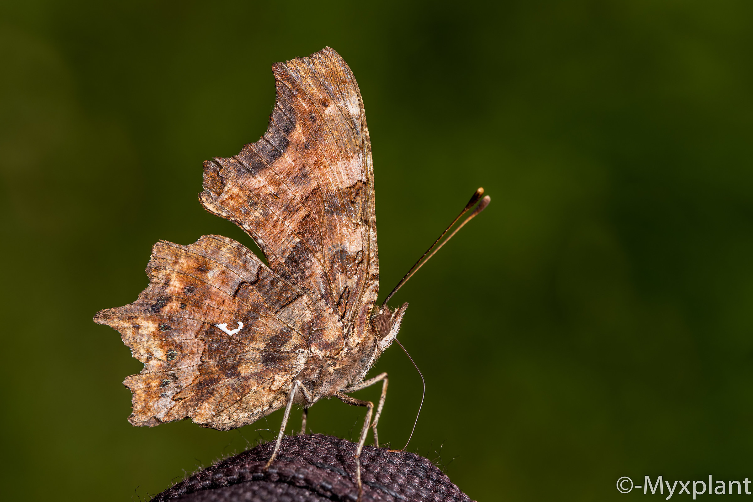 Butterfly on the backpack