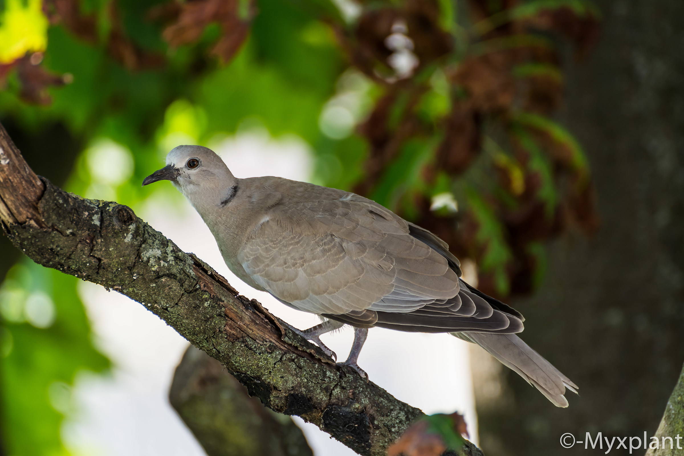 Colombo from the window of the house