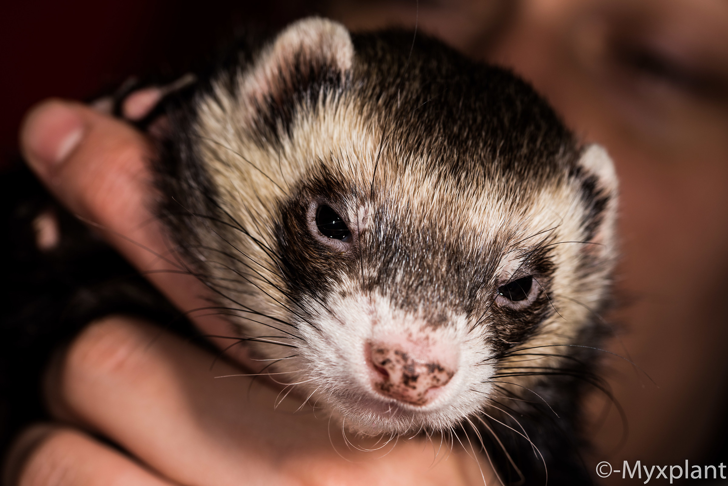 The ferret "Paci"