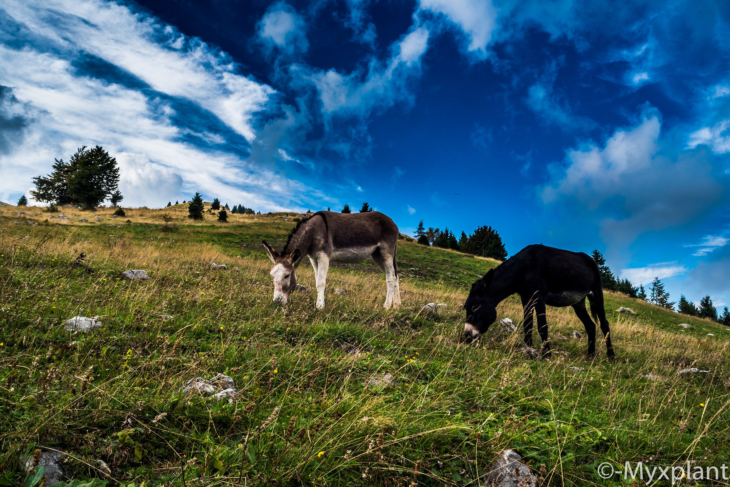 Donkeys on Monte Grappa
