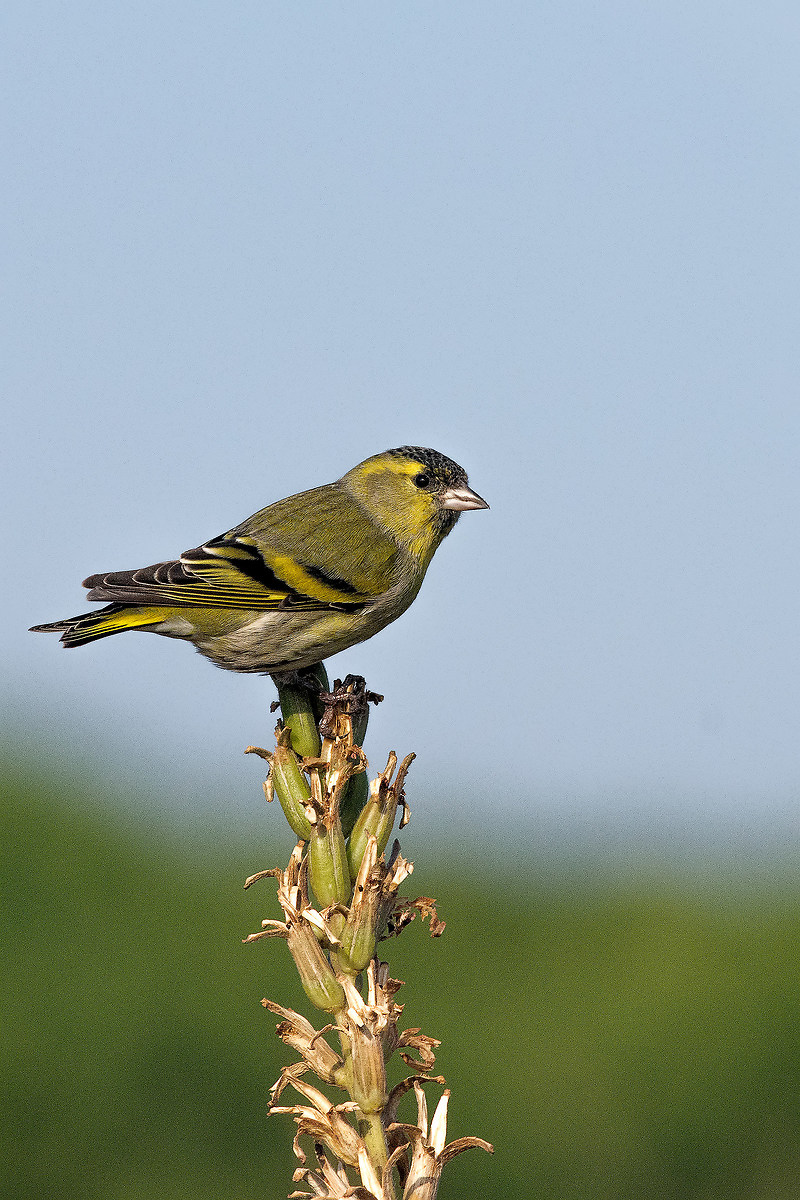 Male Goldfinch (Spinus spinus