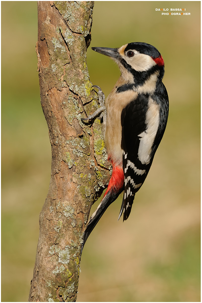 Picchio rosso maggiore