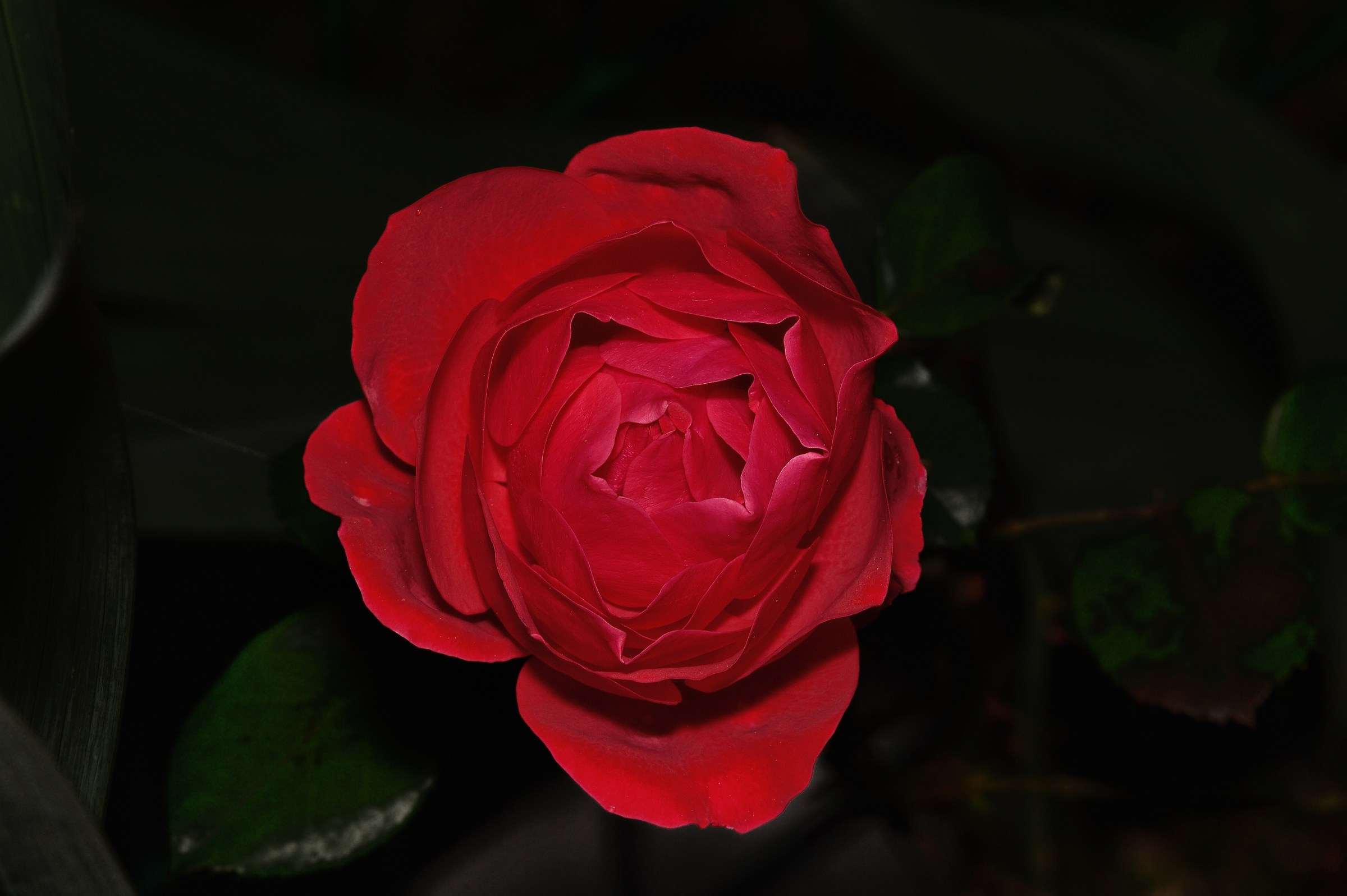 Red rose