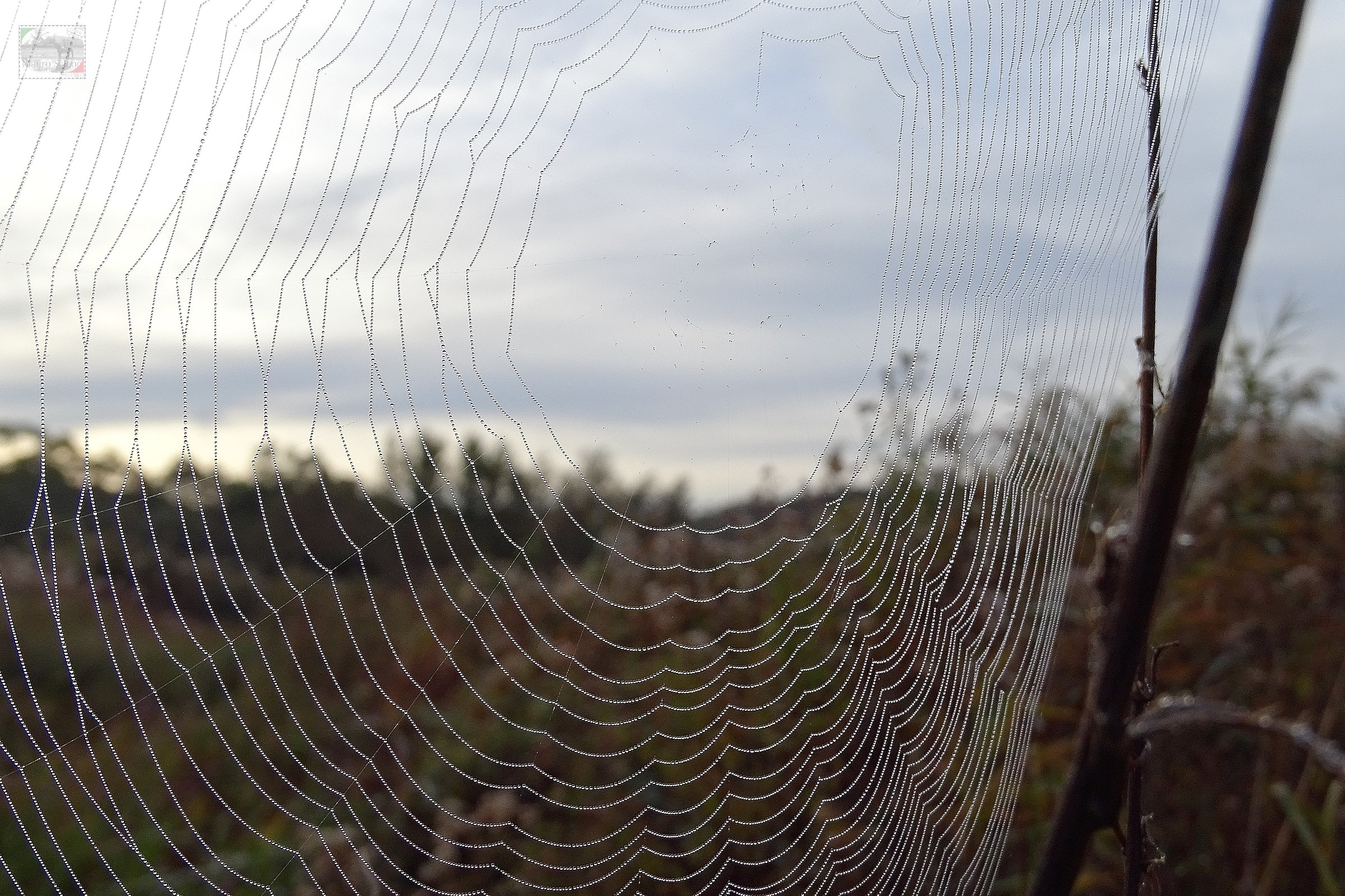 the spider web
