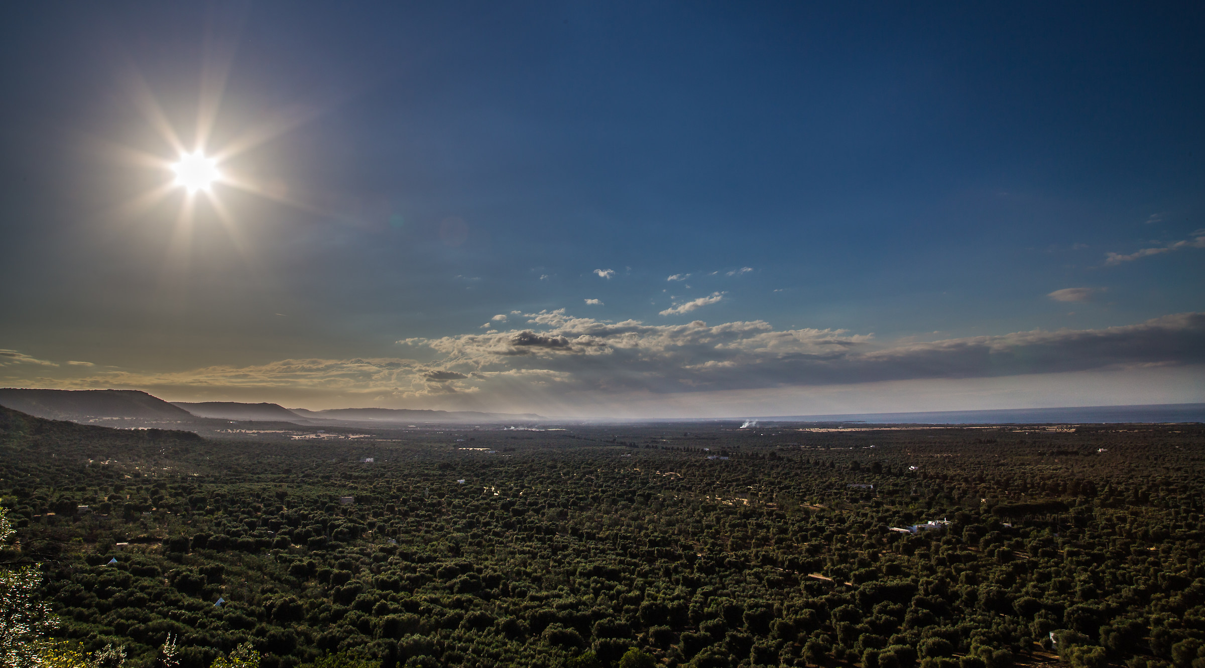 preghiamo contro la xylella