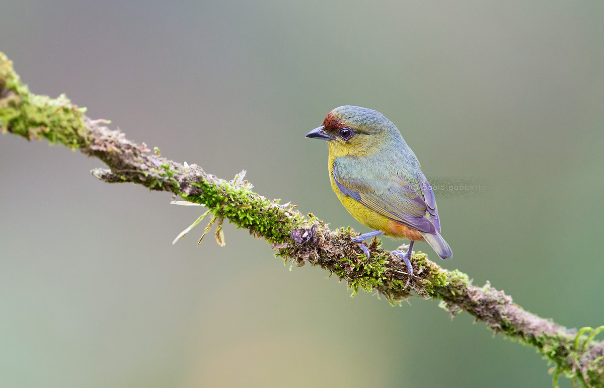 Olive-Bached Euphonia