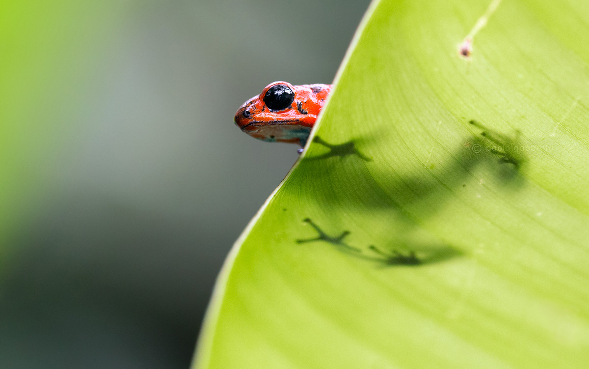 Blue jeans poison frog