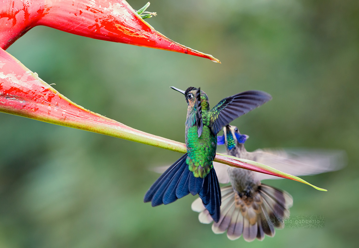 Difesa del territorio
