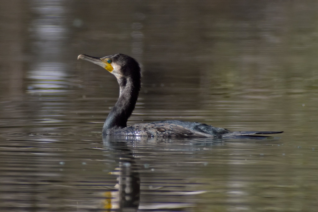 Cormorano