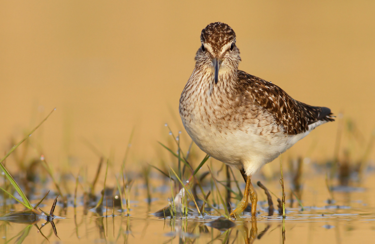 Wood Sandpiper