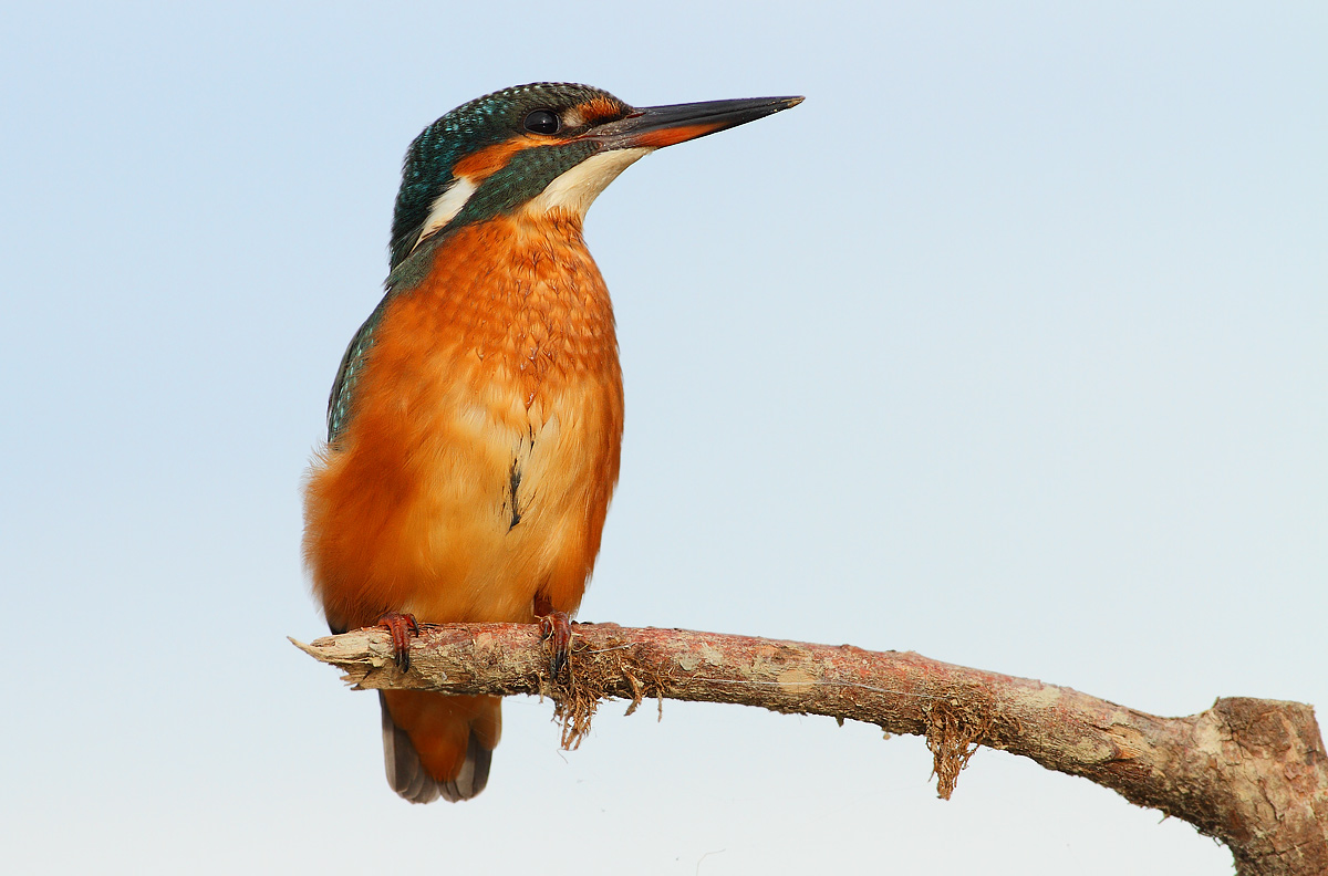 kingfisher