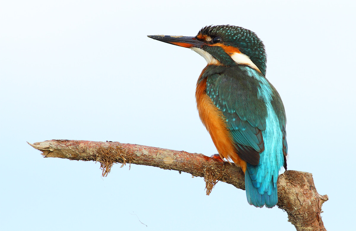 kingfisher