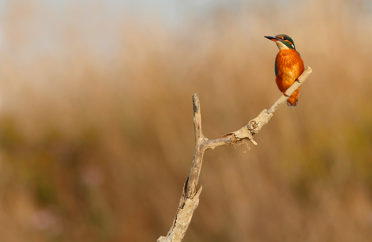 kingfisher