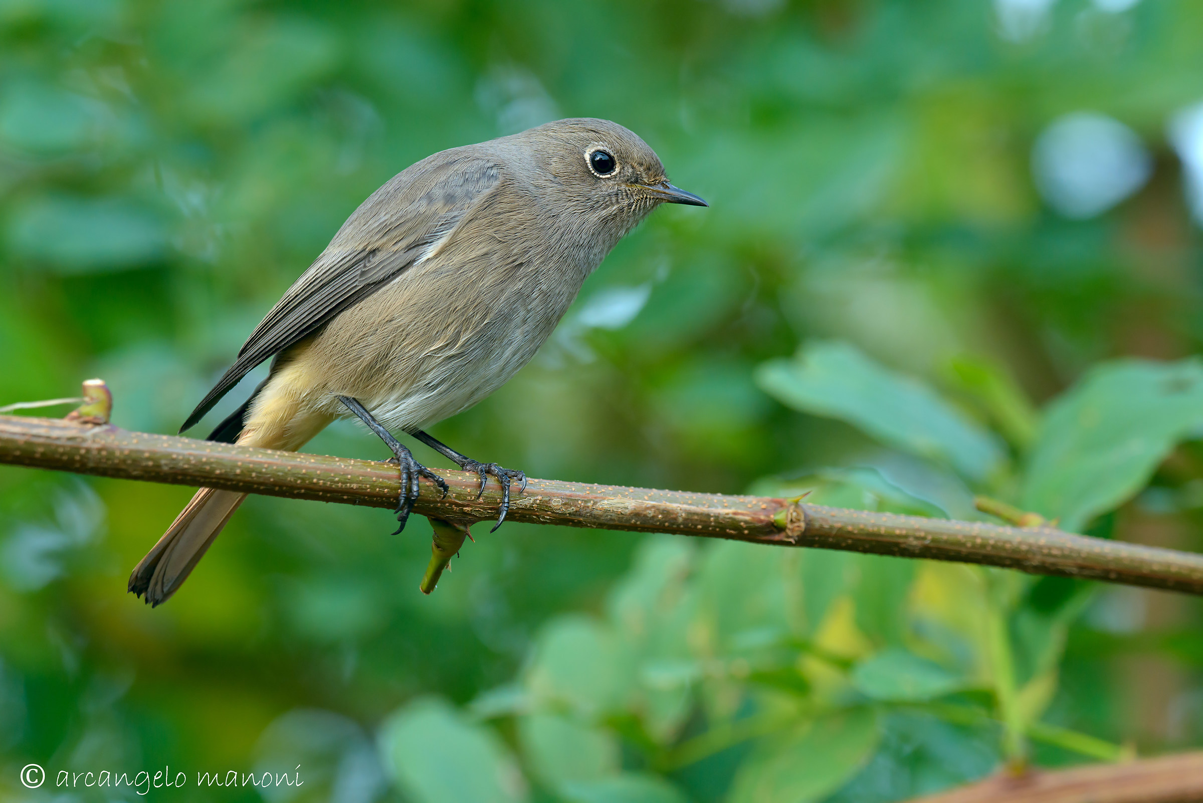 Black redstart nr 100