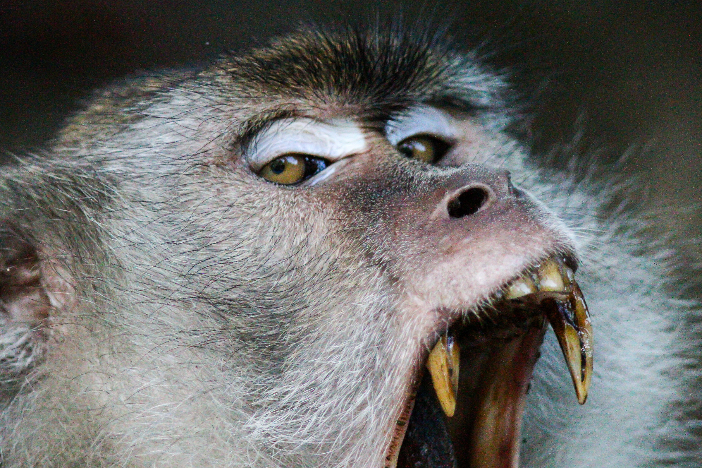 Conosci un bravo igienista dentale?