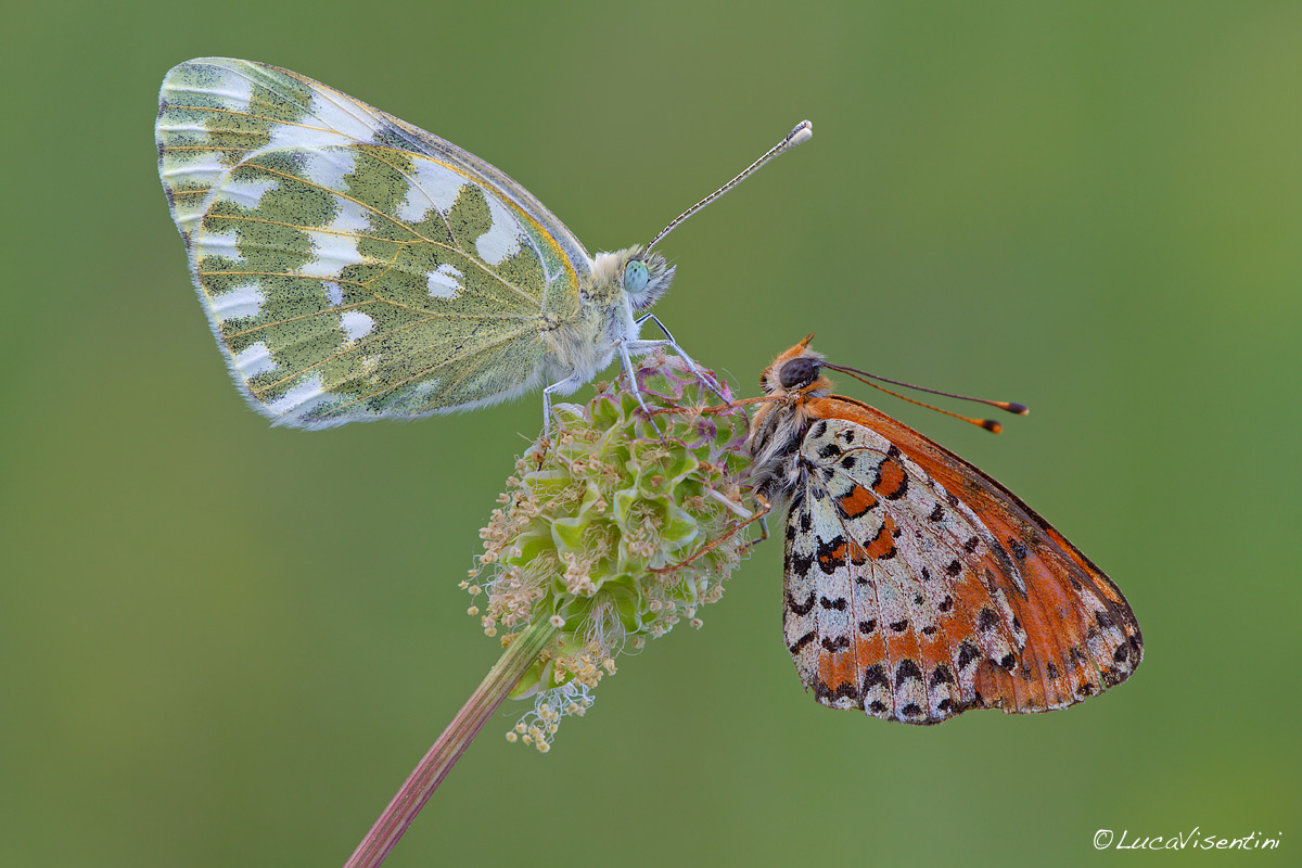 Pontia Edusa with Melitaea Didyma