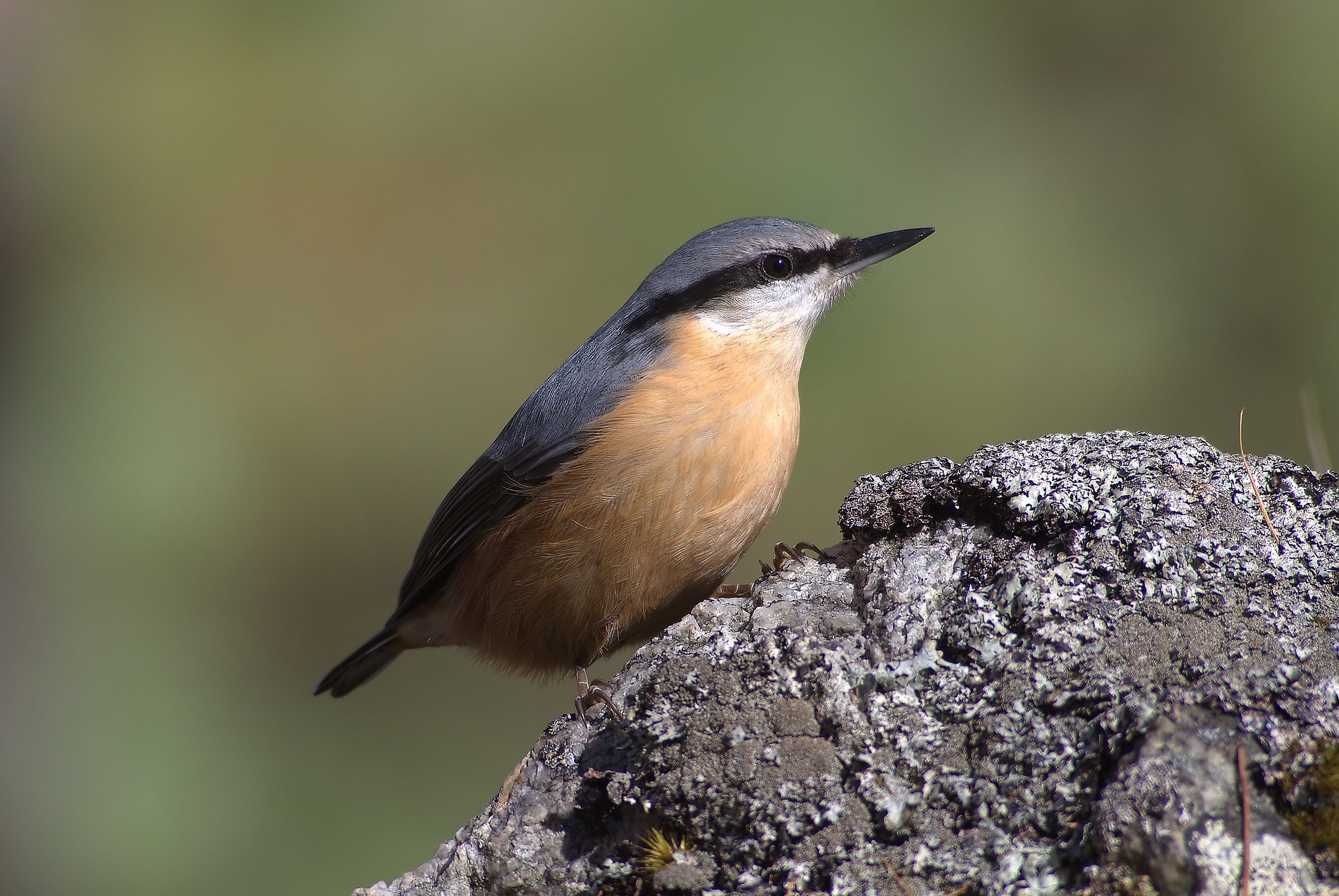 nuthatch