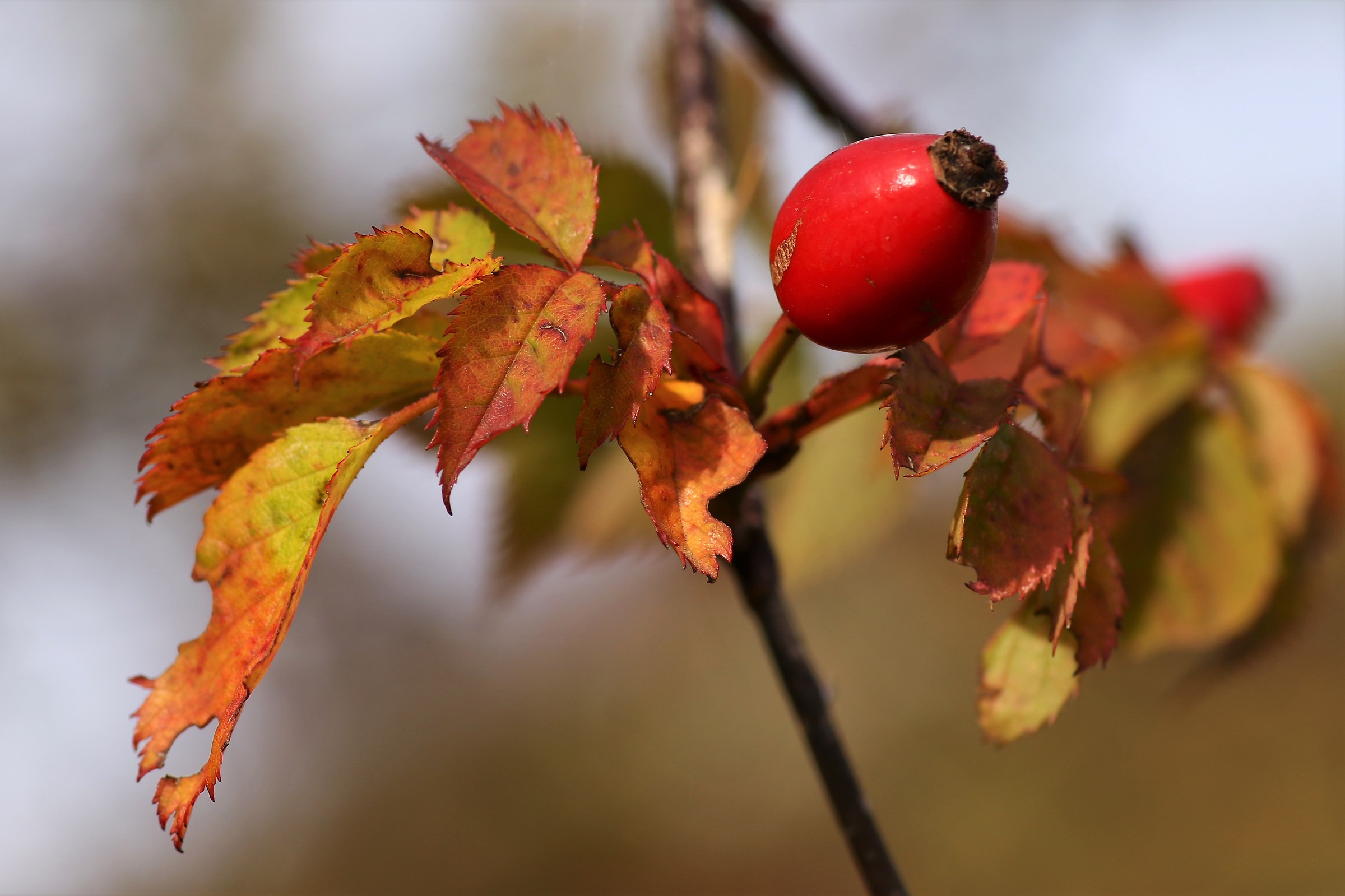 La rosa canina