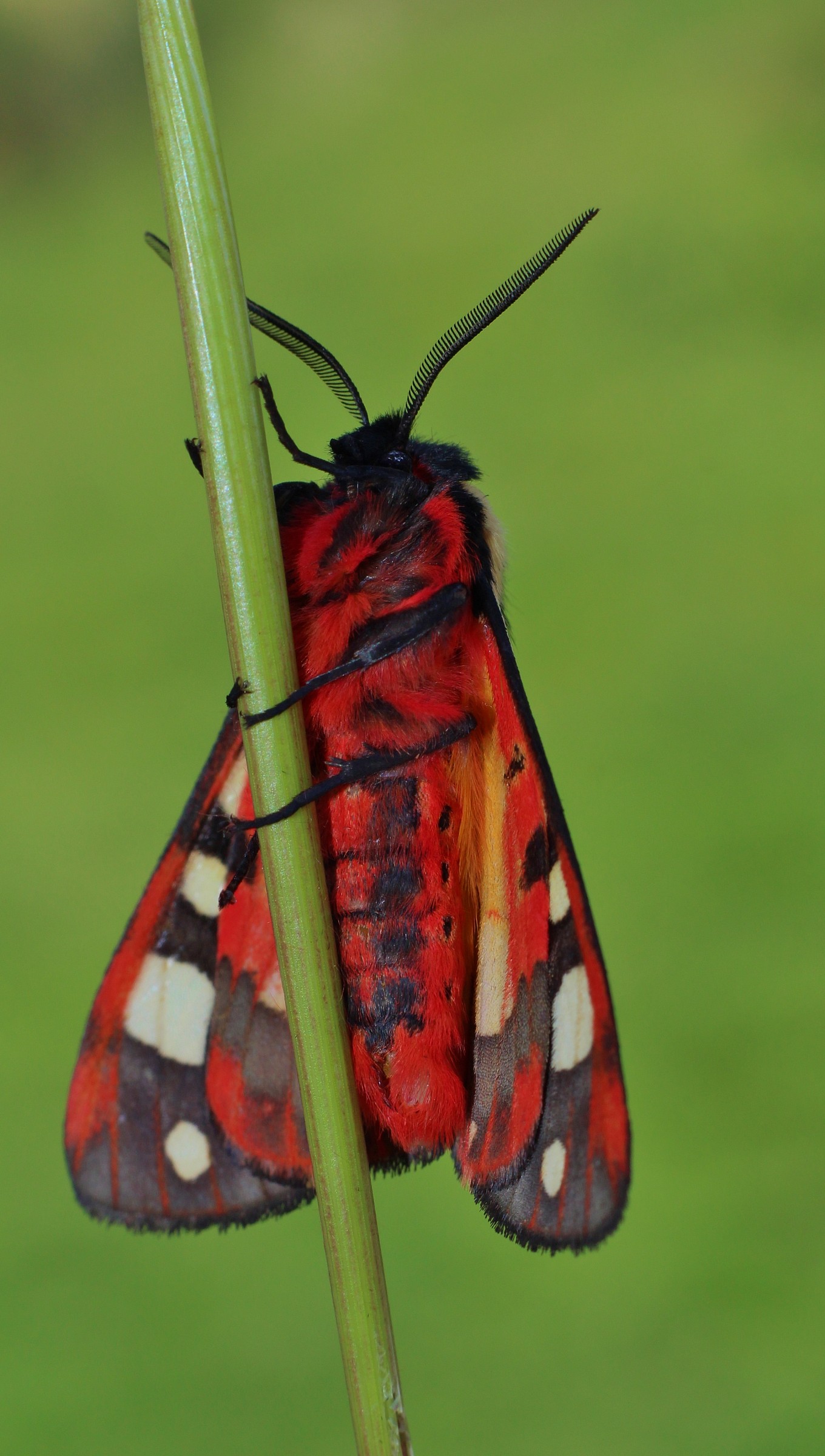 The champion of climbing rope