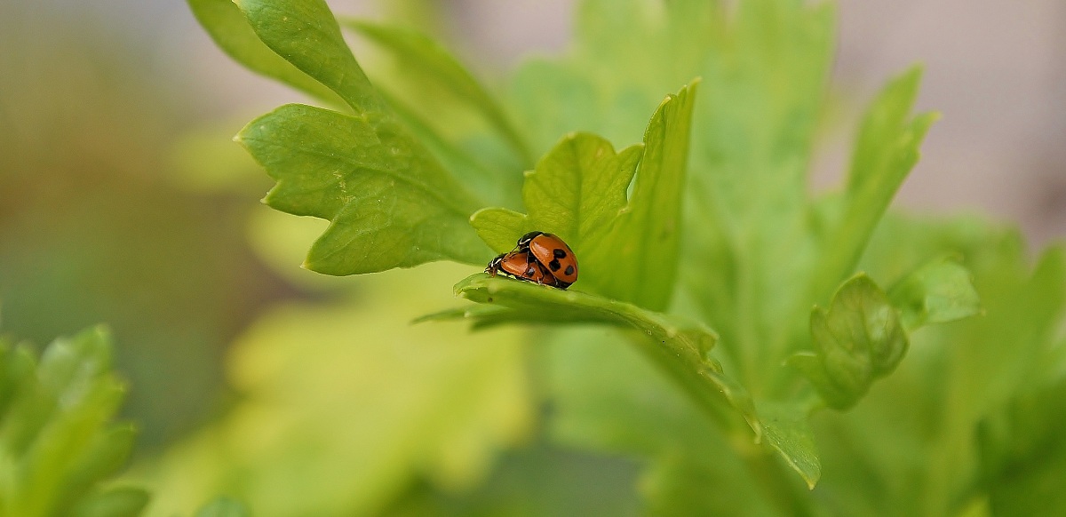 Galeotto fu il prezzemolo