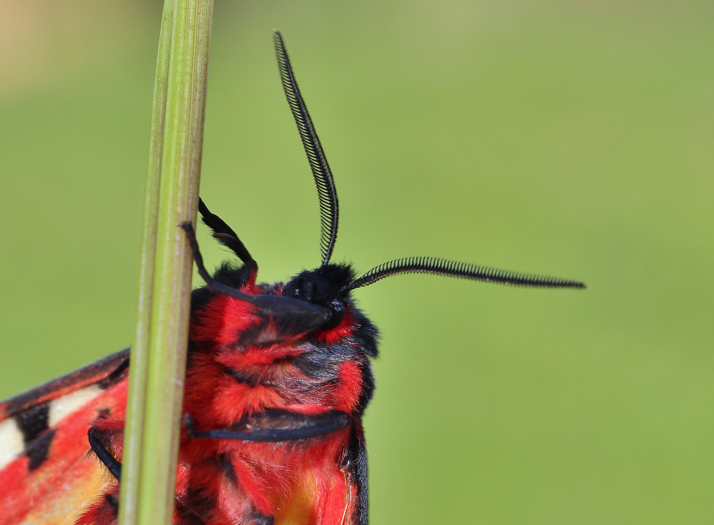 Cucù! (ed è volata via!) Arctia villica