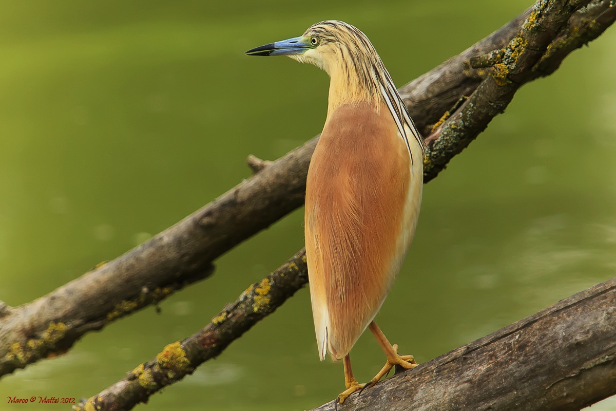 Sgarza ciuffetto (Ardeola ralloides)