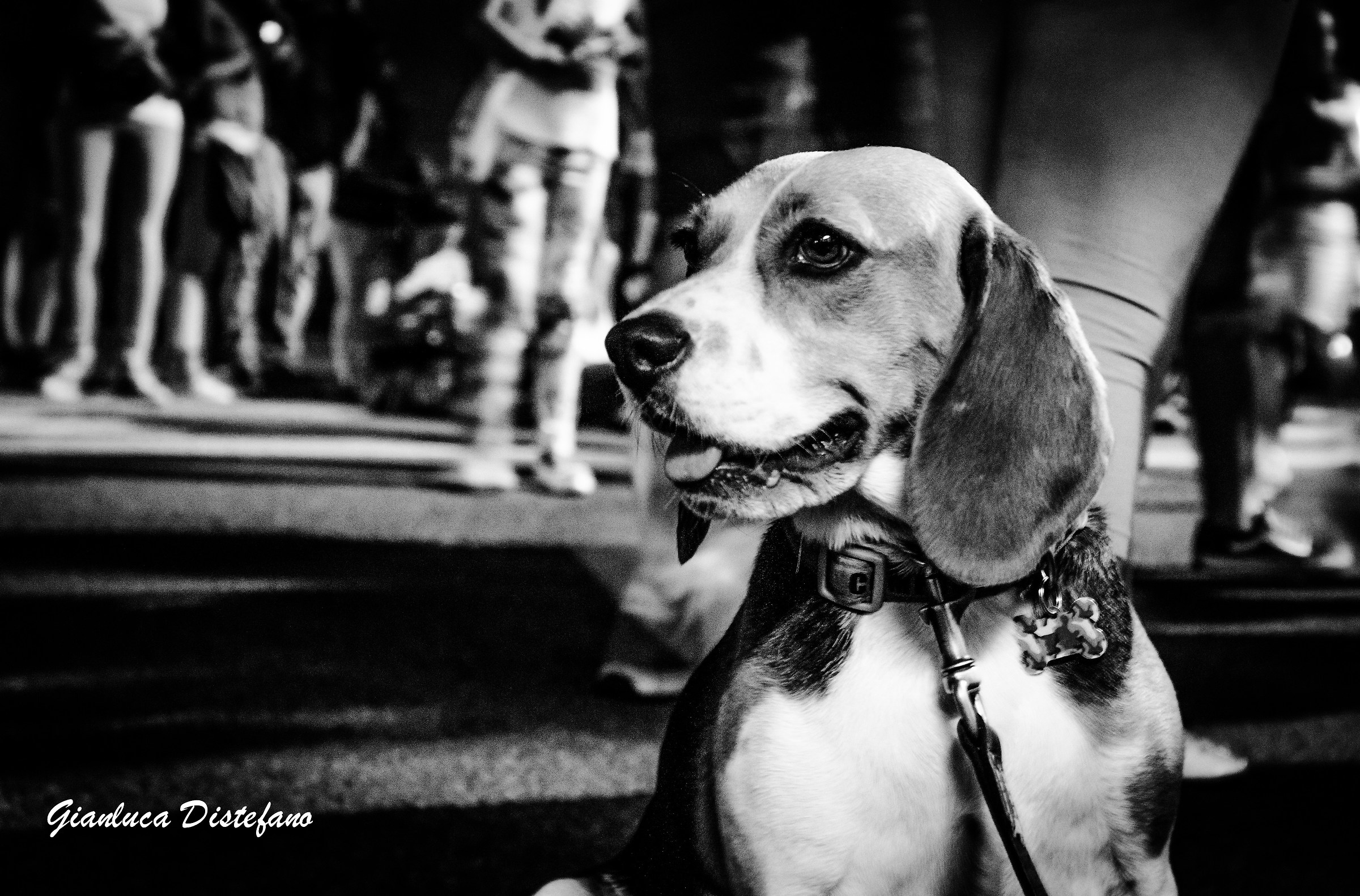 Una coccolona a spasso