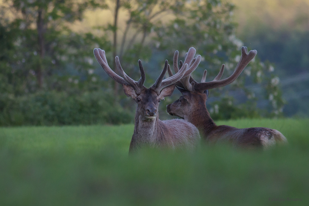 Two deer in velvet