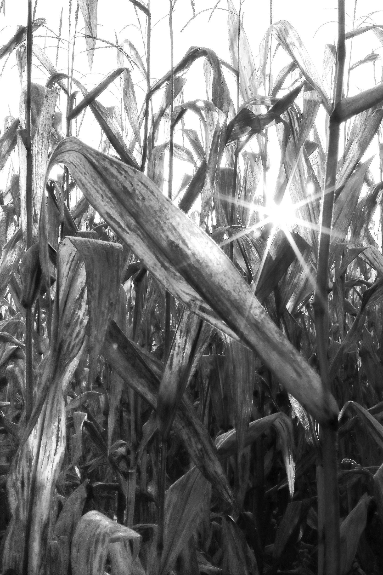 First sun in the field