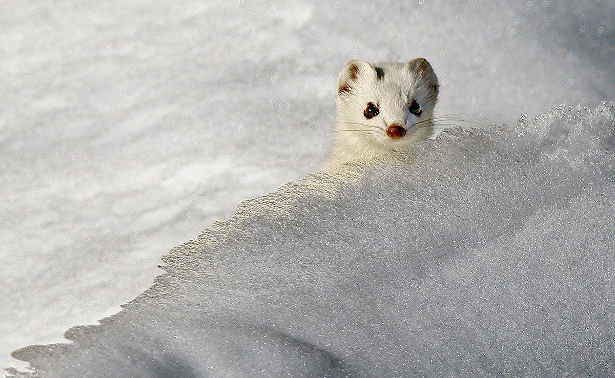 Ermellino tra ghiaccio e neve