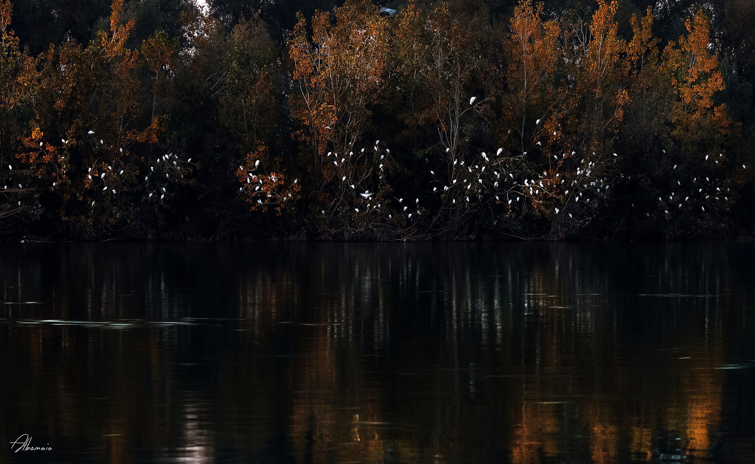 Il Posatoio Dei Guardabuoi