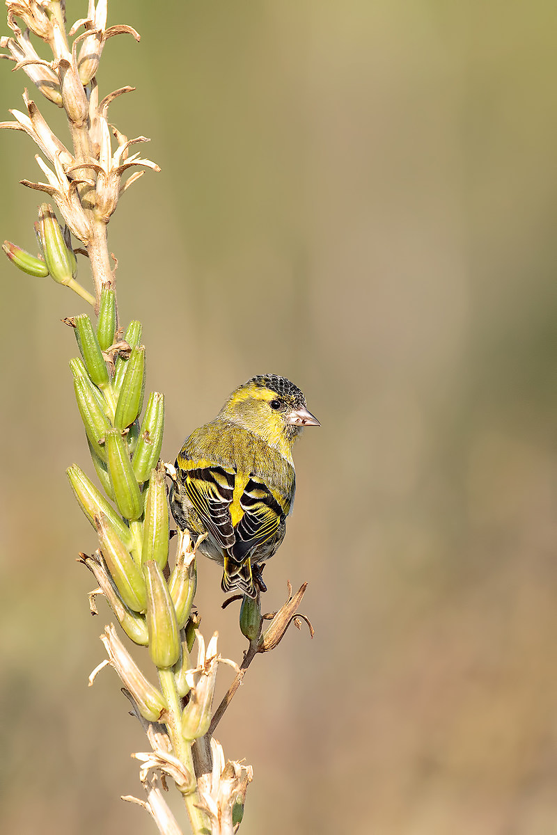 Siskin