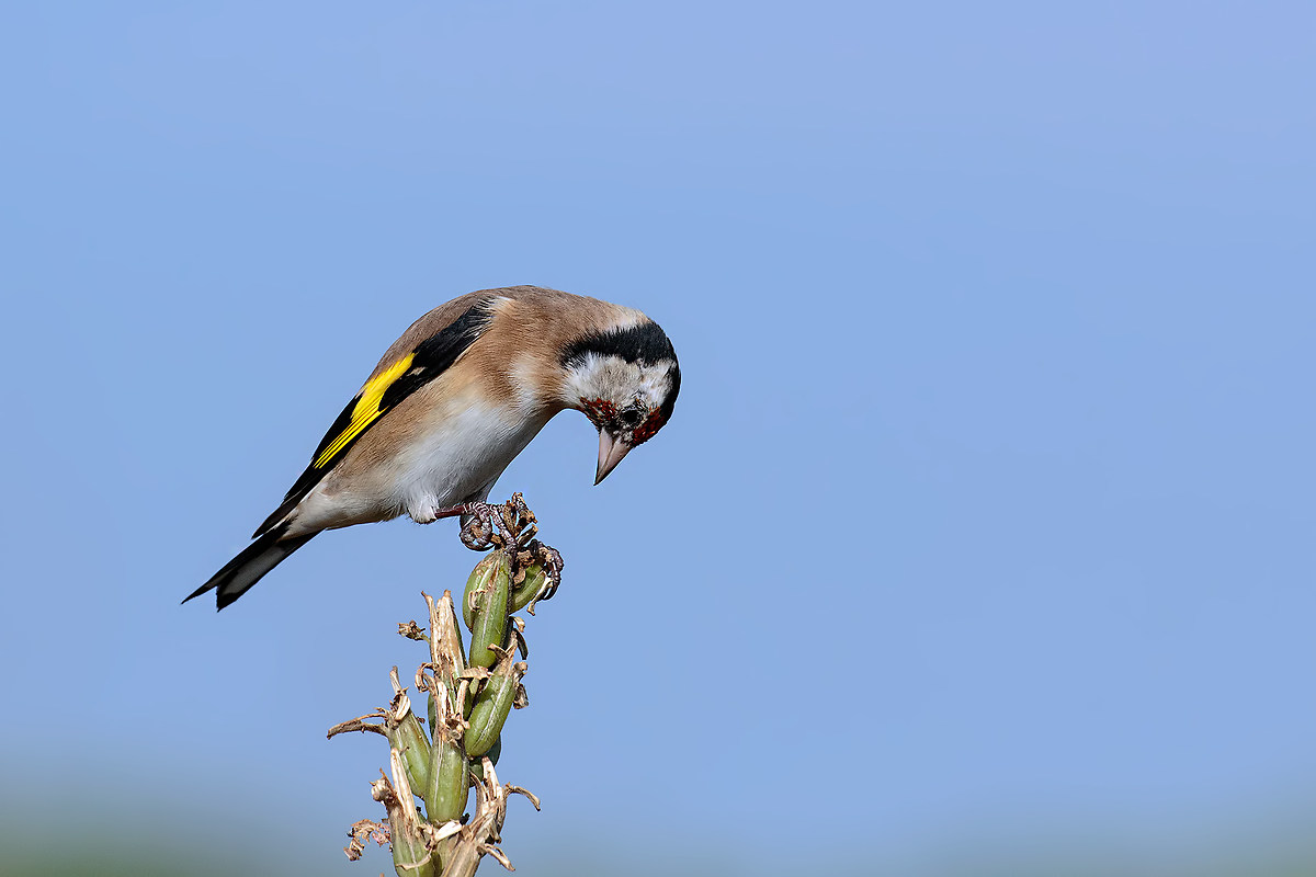 Goldfinch