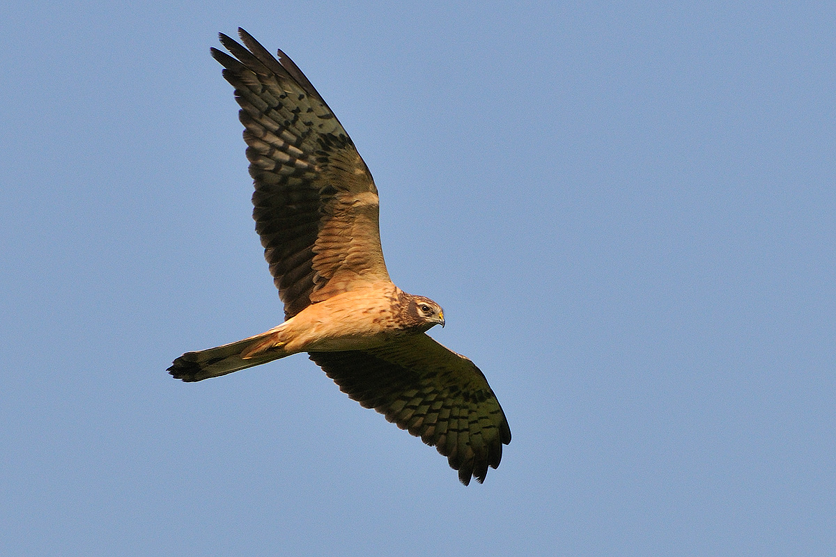 Albanella minore (secondo calendario)