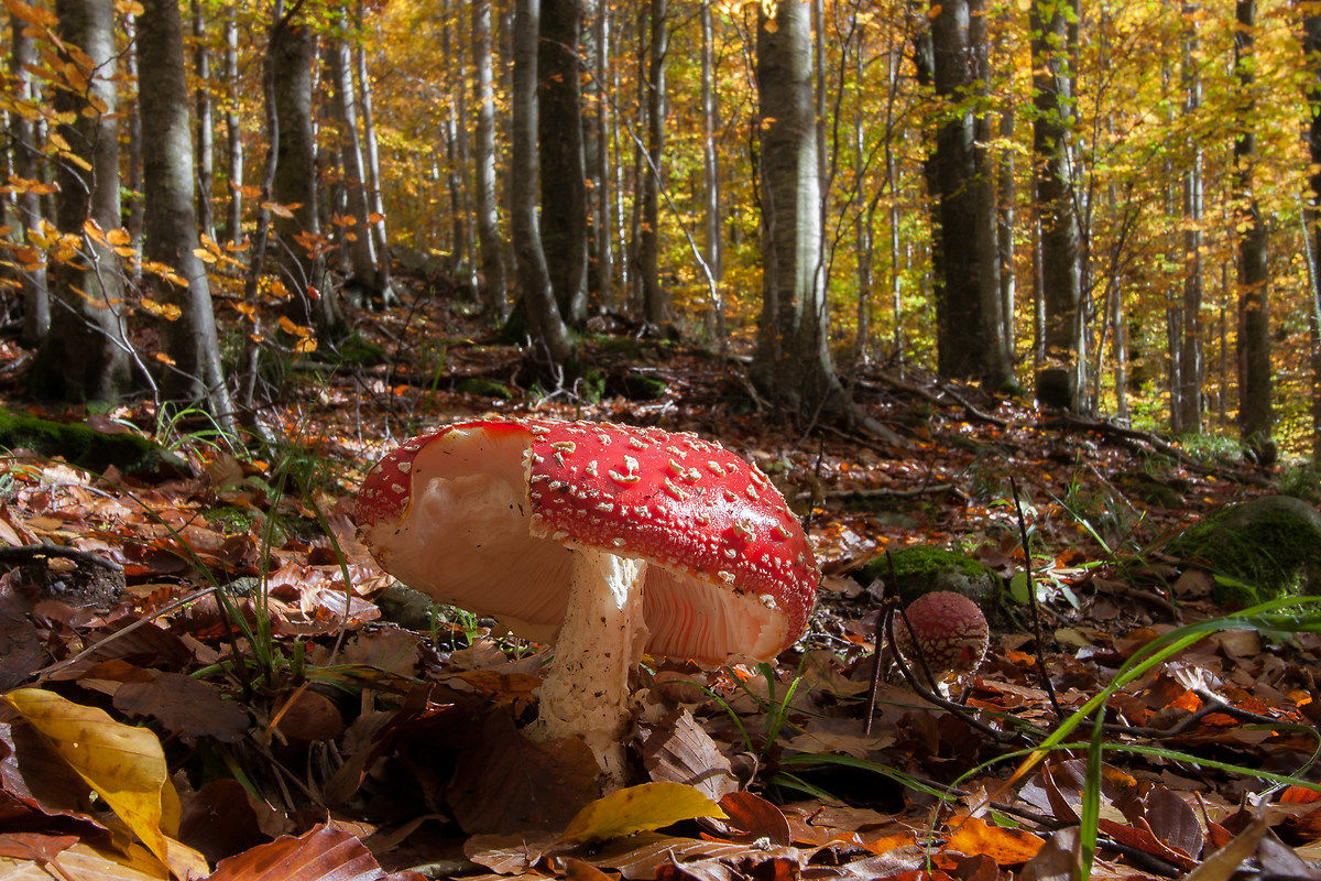 Amanita muscaria ... e morsicata!