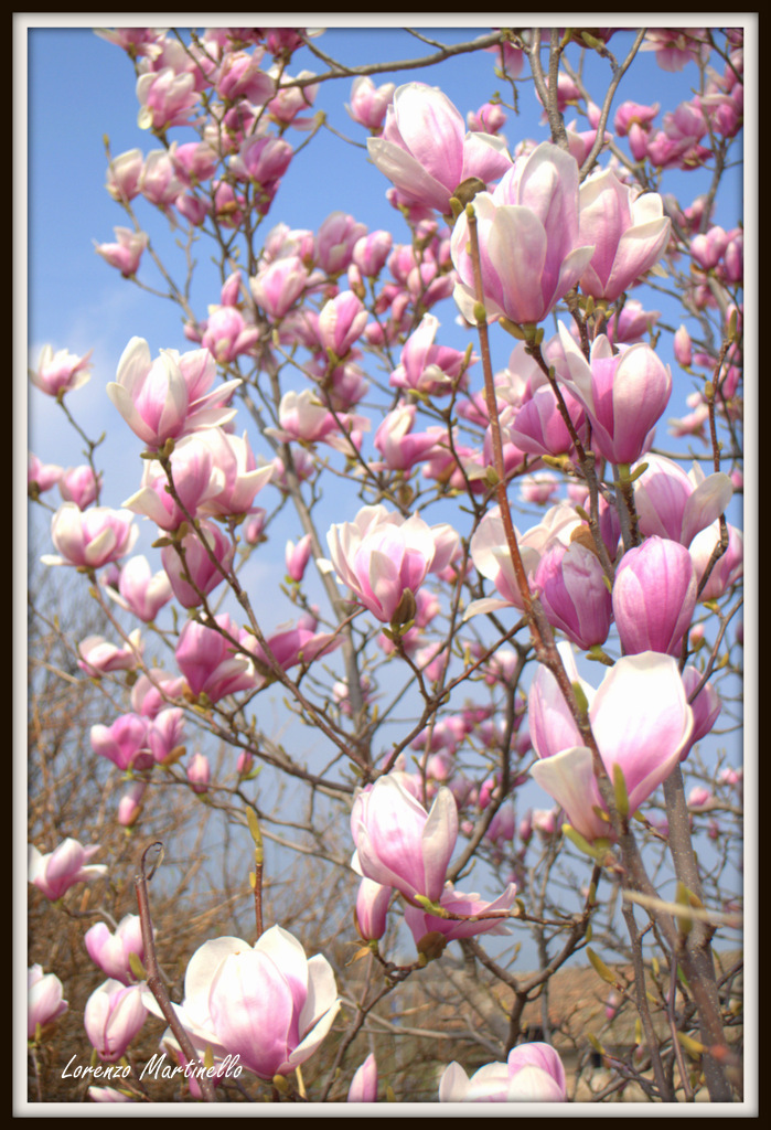 Fioritura primaverile a Caldaro