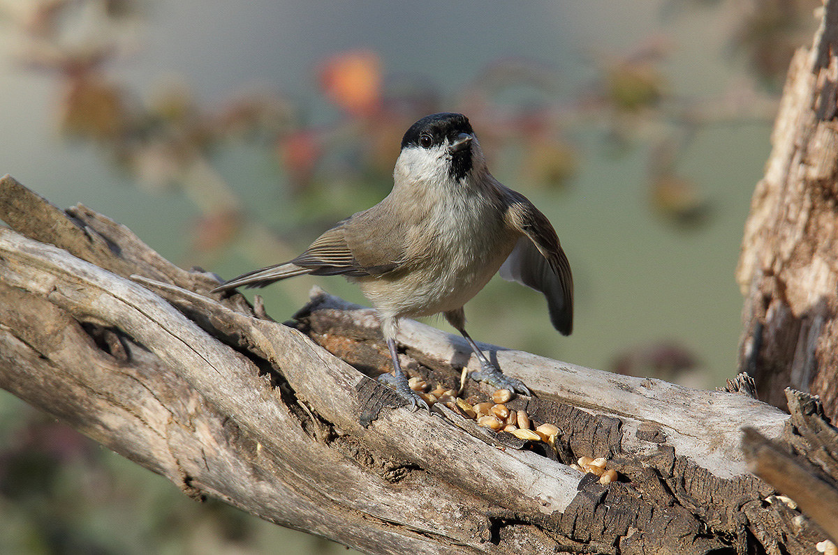 this is mine, and woe to anyone who touches me