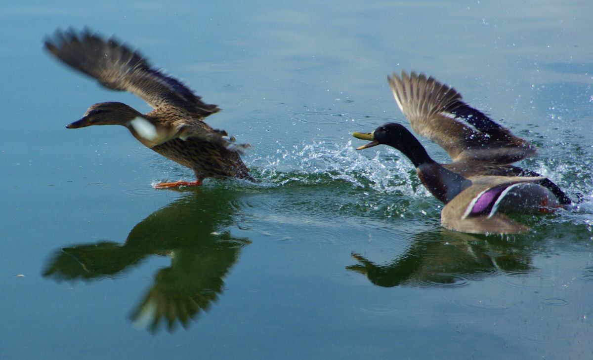 Germani reali,la rincorsa