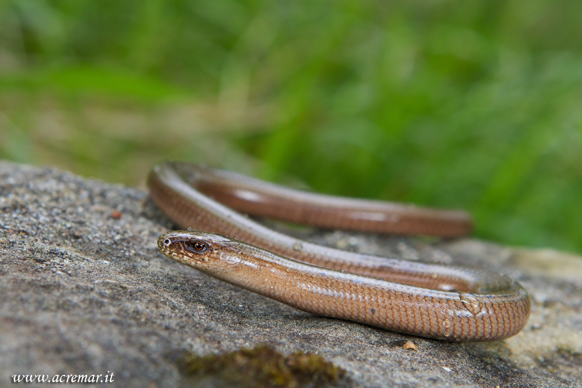 Anguis fragilis