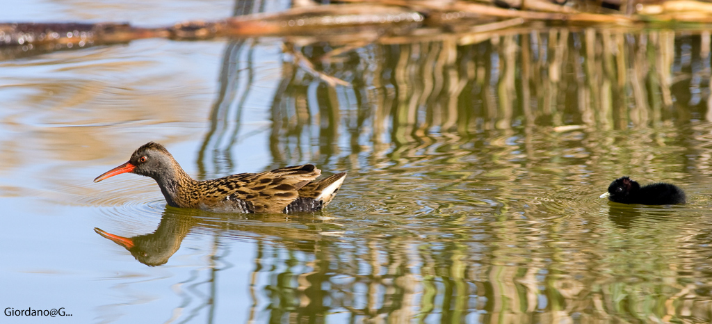 Dai...che siamo arrivati