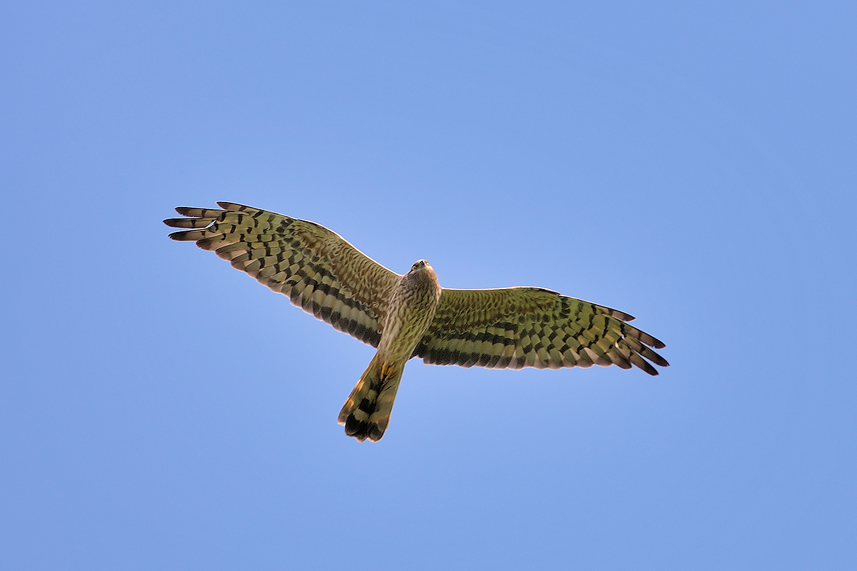 Albanella minore femmina