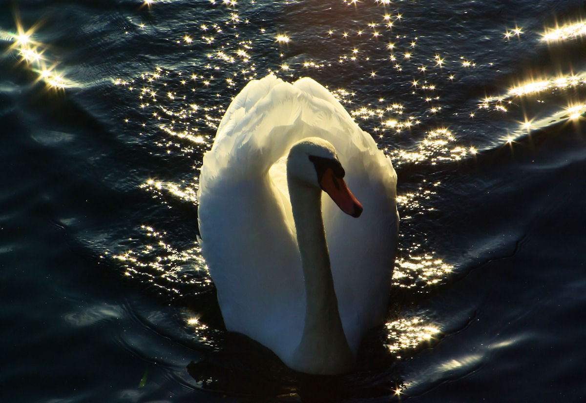 Cigno sul lago d'Iseo