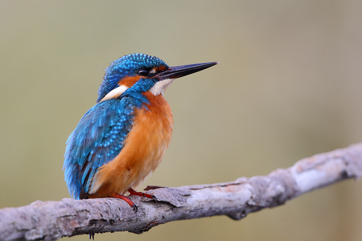 Martino con sfondo ocra