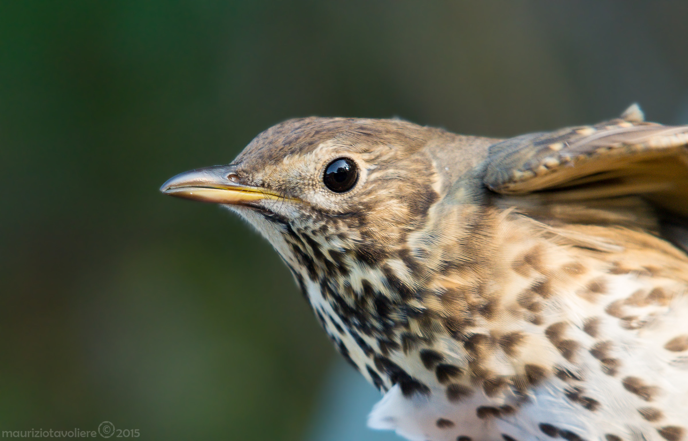 Portrait of Song Thrush.