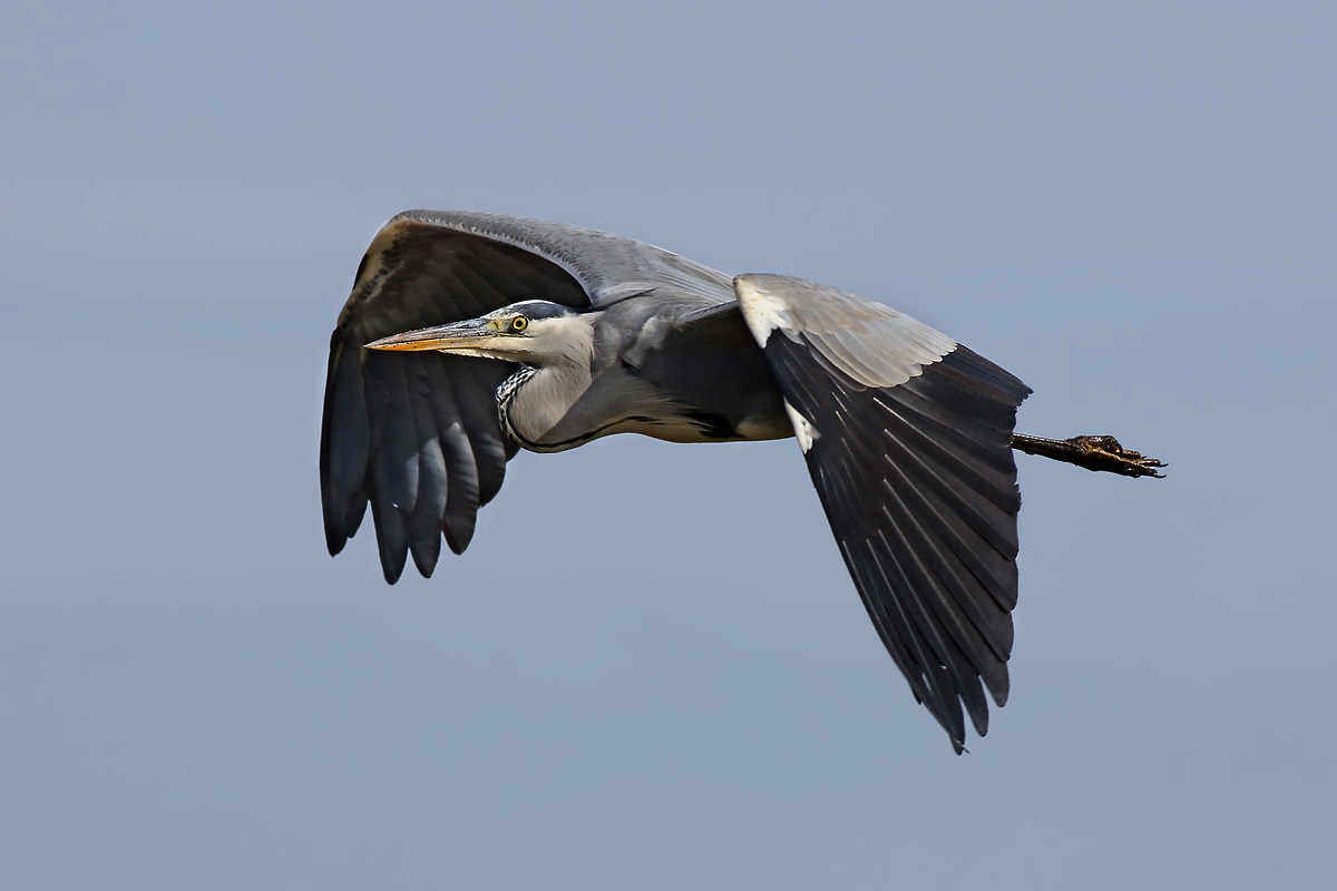 The elegant gray heron
