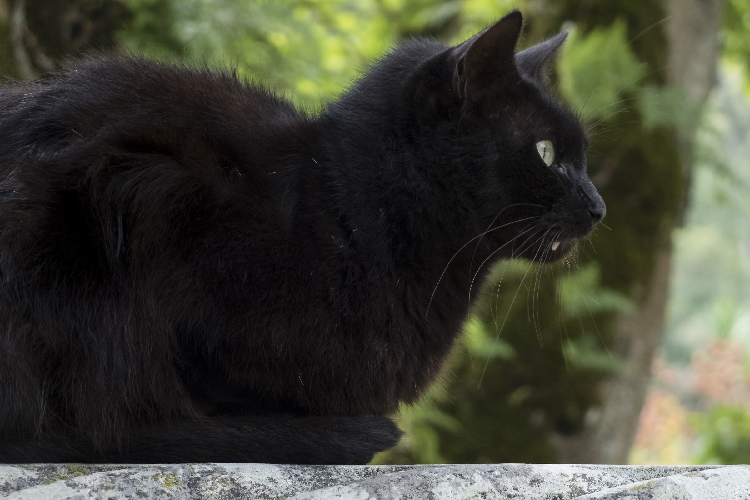 The caretaker of the mansion